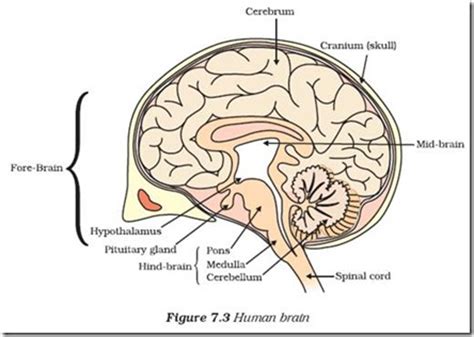 Biology X Control And Coordination Human Brain Cbse Tutorials