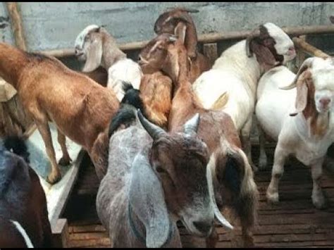 Begini Cara Penggemukan Kambing Jawa Randu Kambing Kacang Yang Benar