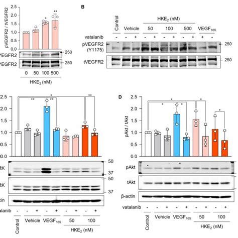 Phosphorylation Of Vegfr2 And Downstream Kinases In Endothelial Cells