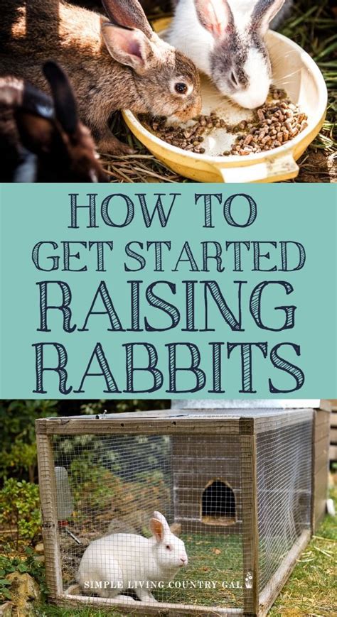 A Beginner S Guide To Raising Backyard Rabbits On Your Homestead