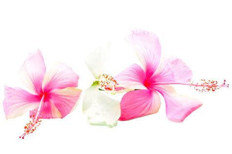 Hawaiian Hibiscus Flower Free Clipart Best Flower Site