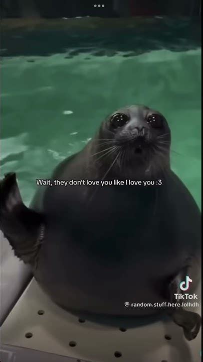 They Dont Love You Like I Love You Cute Seal Fypシ゚viral Youtube