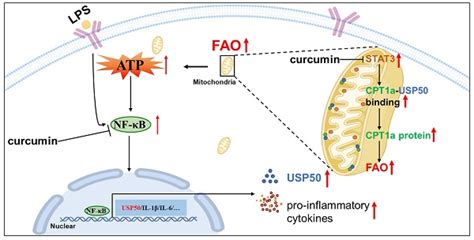 Mitochondrial Stat Exacerbates Lps Induced Sepsis By Driving Cpt A