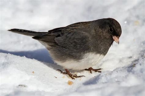 Dark Eyed Junco Migration | Where Do They Migrate? | Earth Life