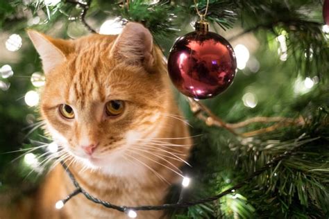 Cómo proteger a tu gato del árbol de Navidad y viceversa La Tercera