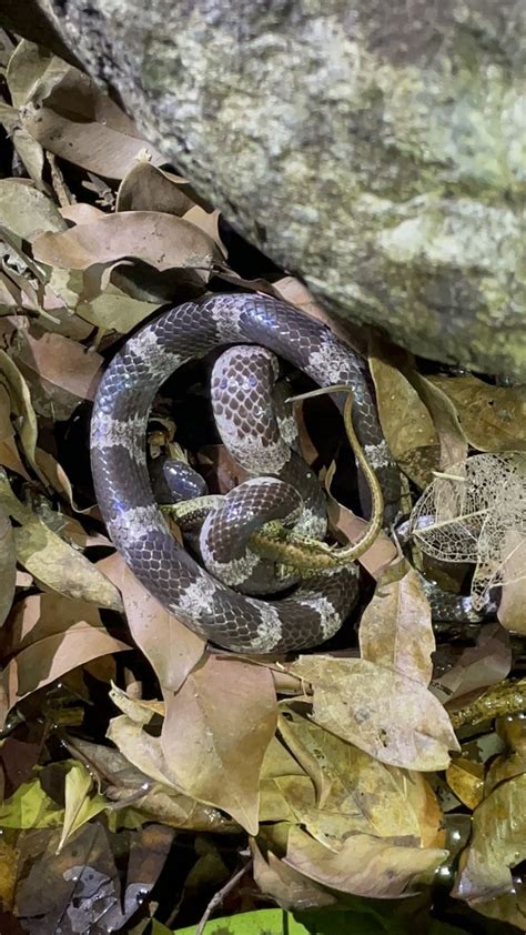 Futsing Wolf Snake In April 2023 By Artur Tomaszek INaturalist