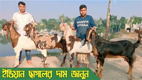 বছরের শুরুতেই হাই কোয়ালিটি ইন্ডিয়ান তোতাপুরি হরিয়ানা বিটল ও শিরোহি