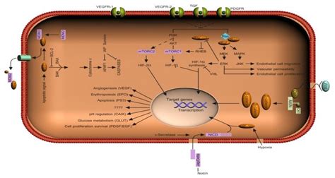 Schematic Representation Of Selected Signaling Pathways In Renal Cell Download Scientific