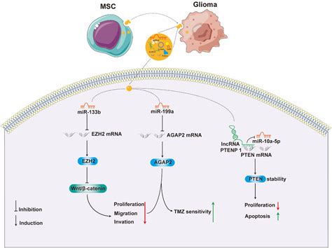 Mesenchymal Stem Cell Exosomes A Promising Delivery System For Glioma