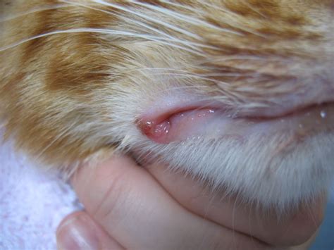 Cat with a fat lip: causes of lip swelling in cats - Vethelpful