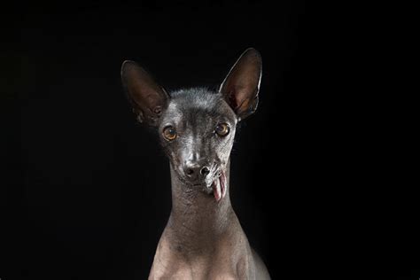 8 amazing hairless dogs | paradoxoff