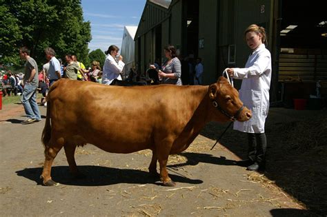 Dexter Cattle | Oklahoma State University