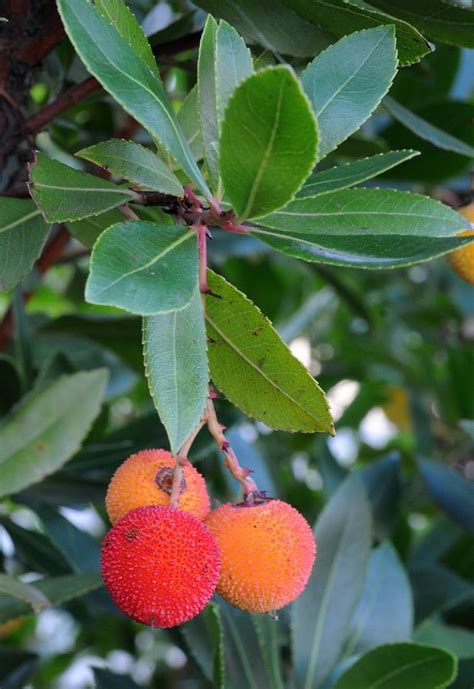 Plantfiles Pictures Arbutus Killarney Strawberry Tree Strawberry