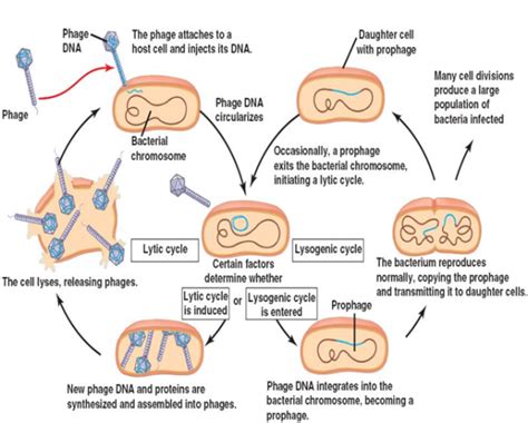 Replication In Viruses Viral Replication Everything Microbiology