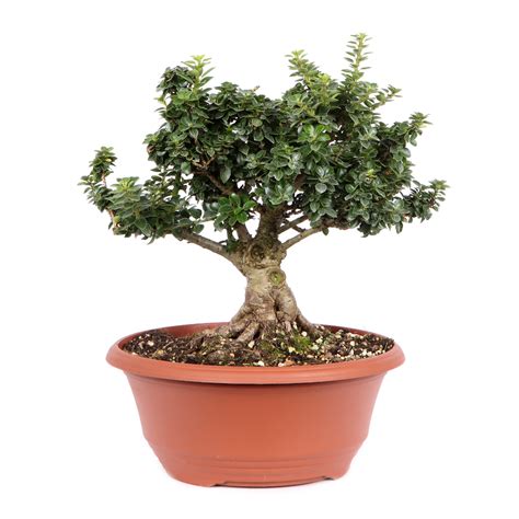 Ilex Crenata Dwarf Pagoda Pre Bonsai Bonsai Outdoor Bonsai