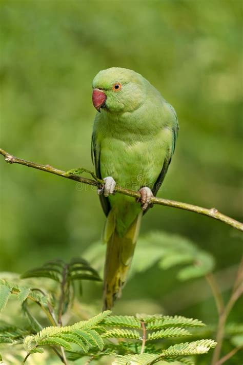 Vibrant Indian Ringed Parrot Perched Comfortably On A Branch Of A Tree