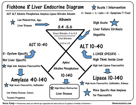 This Is The Eighth Of My Series Explaining The Liver Endocrin Fishbone