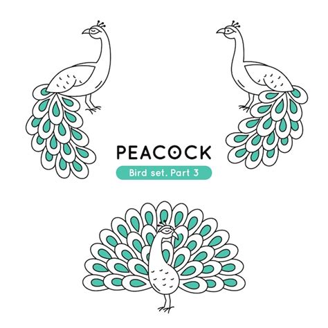 Premium Vector Set Of Doodle Peacocks In Various Poses Isolated