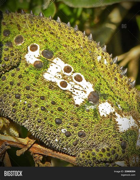 Chameleon Camouflage 2 Image And Photo Bigstock