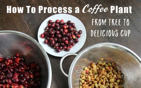 How to Process a Coffee Plant From Tree To Delicious Cup - The Grow ...