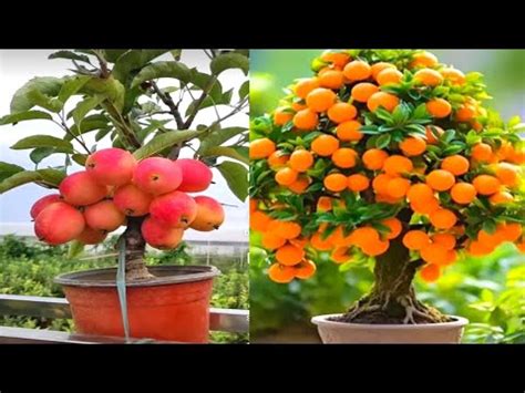 How To Grow Apple Tree From Seeds Easily At Home Growing Orange Tree