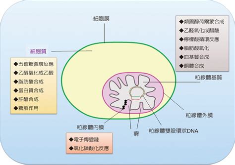 內省氣功粒線體 生活事 Udn部落格