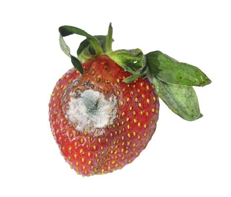 Strawberry With Molds And Closeup View Of Mold Fungi Penicillium