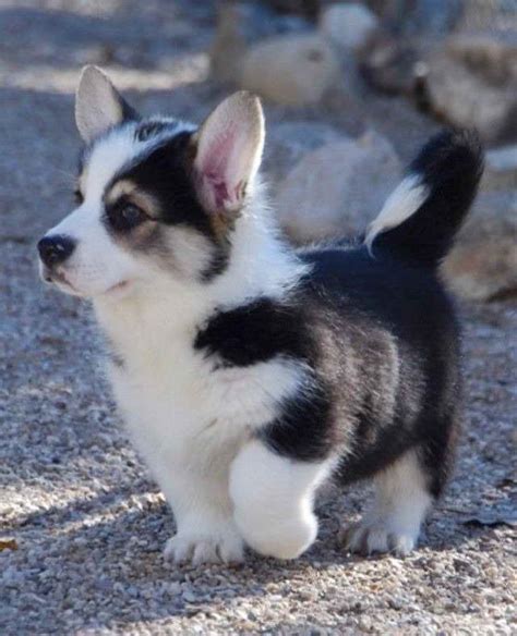 Husky And Corgi Mix For Sale