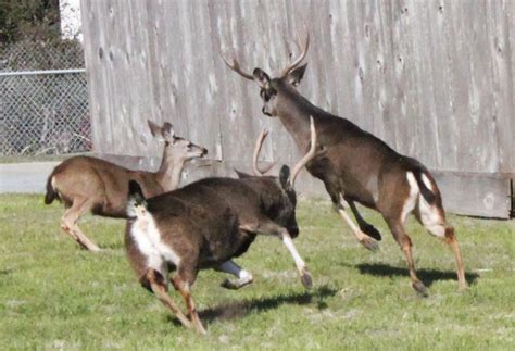 During rutting season, deer can be dangerous neighbors | Article | The ...