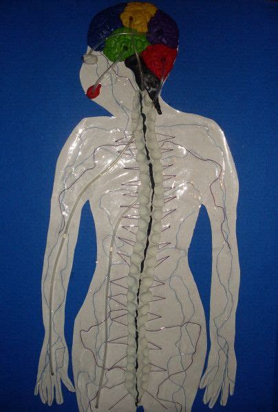 A Working Nervous System Model Nervous System Craft System Model Nervous System Projects