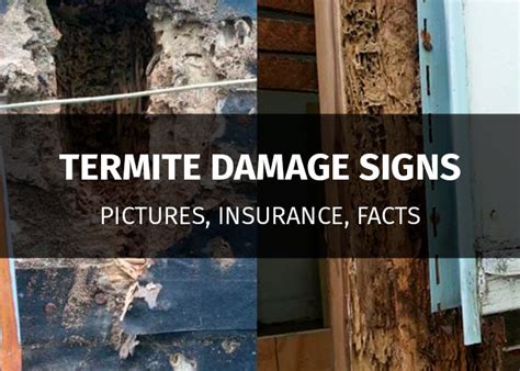 Termite Damage Signs - What Does They Look Like? (Pictures) | PestsGuide