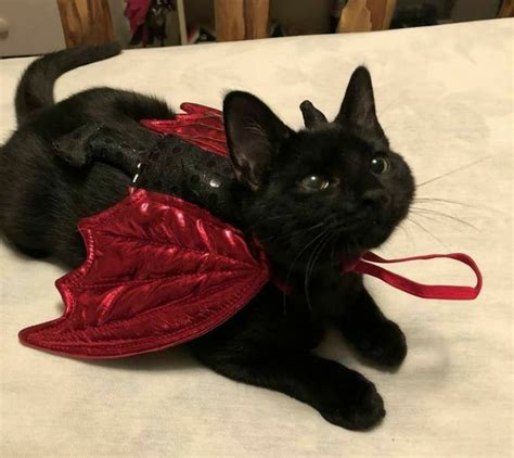 A Black Cat Wearing A Red Vest On Top Of A Bed