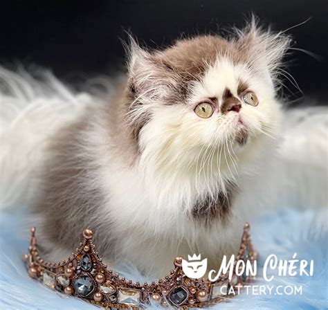 Exotic Longhair Kittens Or Persian Kittens Photo Gallery