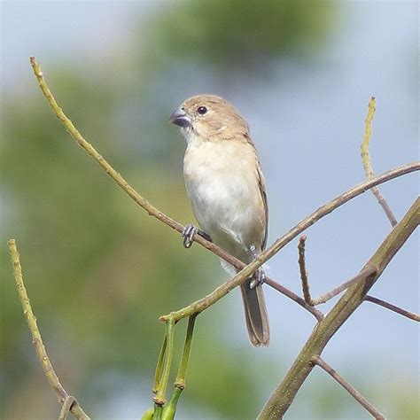 Foto Golinho Sporophila Albogularis Por Ericson Cernawsky Igual Ovo