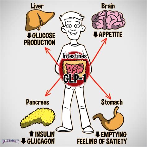 What is GLP-1, Glucagon Like Peptide-1 - Doctablet®