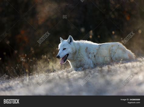 Hudson Bay Wolf Canis Image Photo Free Trial Bigstock