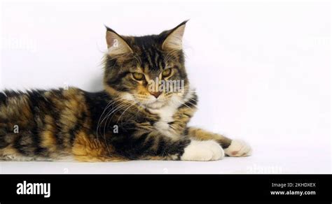 Brown Tortie Blotched Tabby And White Maine Coon Domestic Cat Female