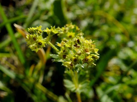 Alchemilla Flabellata Rosaceae Image At Phytoimages Siu Edu