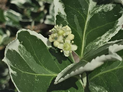 Photo Of The Bloom Of Wintercreeper Euonymus Fortunei Var Radicans