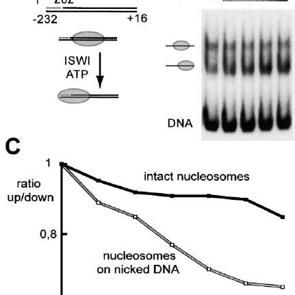 Nucleosome Sliding On Randomly Nicked Nucleosomal DNA A Introduction