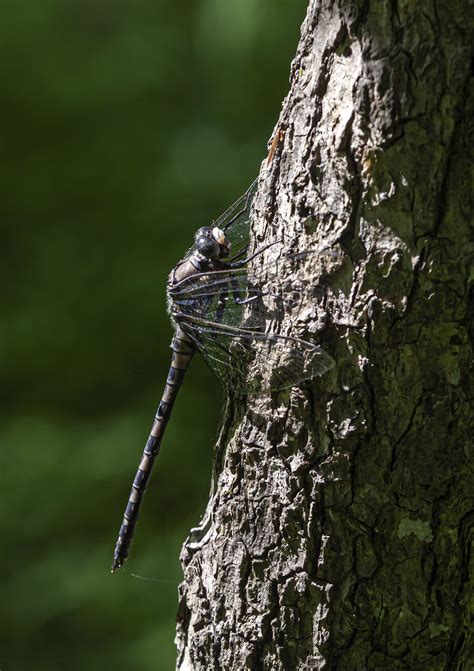 Gray Petaltail habitat | Mike Powell