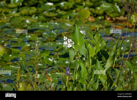 Broadleaf Arrowhead Sagittaria Latifolia Also Known As A Duck Potato