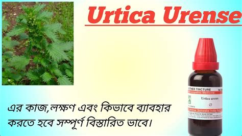 Urtica Urens Homeopathy Medicine In Bengali Urtica Urens Uses In