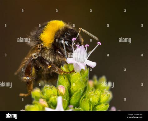 White Tailed Bumble Bee Bombus Lucorum White Tailed Bumblebee Worker