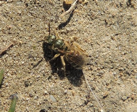 Halictus Tumulorum Gew Hnliche Goldfurchenbiene Halic Flickr