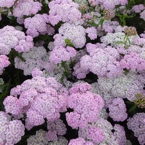 Achillea Millefolium Rainbow Ending Blue Vendita Piante Online