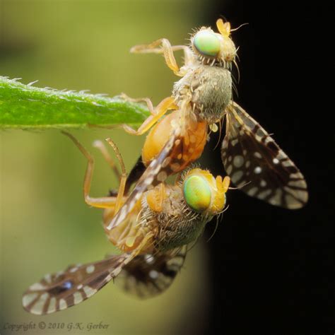 Fruit Flies Euaresta Bella Euaresta Bella BugGuide Net