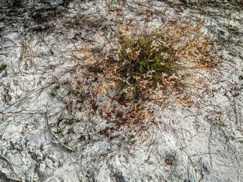 Lake Wales Ridge Wildlife And Environmental Area Lake Wales Fl The Lazy Naturalist