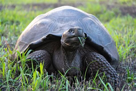 Animales De Galápagos Especies Impresionantes Y Emblemáticas De La Isla