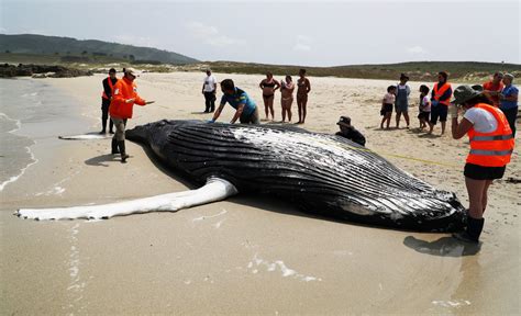 55 Pilot Whales Beached in the U.K., Leaving Experts With Questions ...